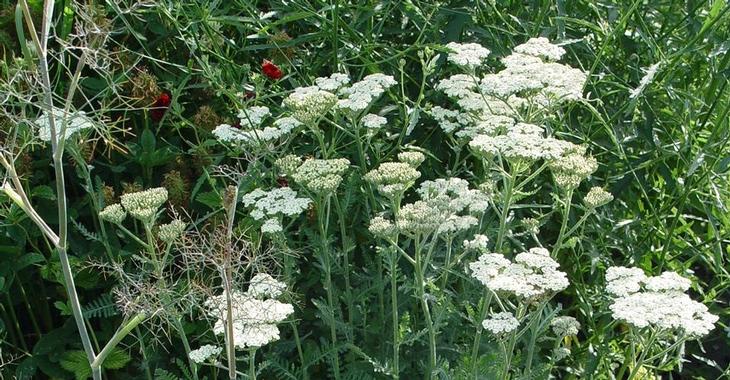 Achillea 'Alabaster'